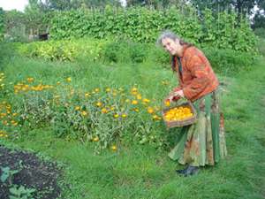 Diana picking Calendula -  Diana Lee - Medical Herbalist - Ceridwen Herbs