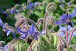 Borage - Diana Lee - Medical Herbalist at Ceridwen Herbs