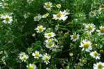 Chamomile - Diana Lee - Medical Herbalist at Ceridwen Herbs