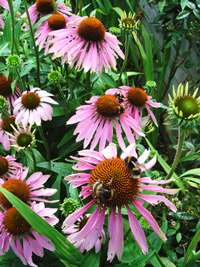 Echinacea - Diana Lee - Medical Herbalist at Ceridwen Herbs
