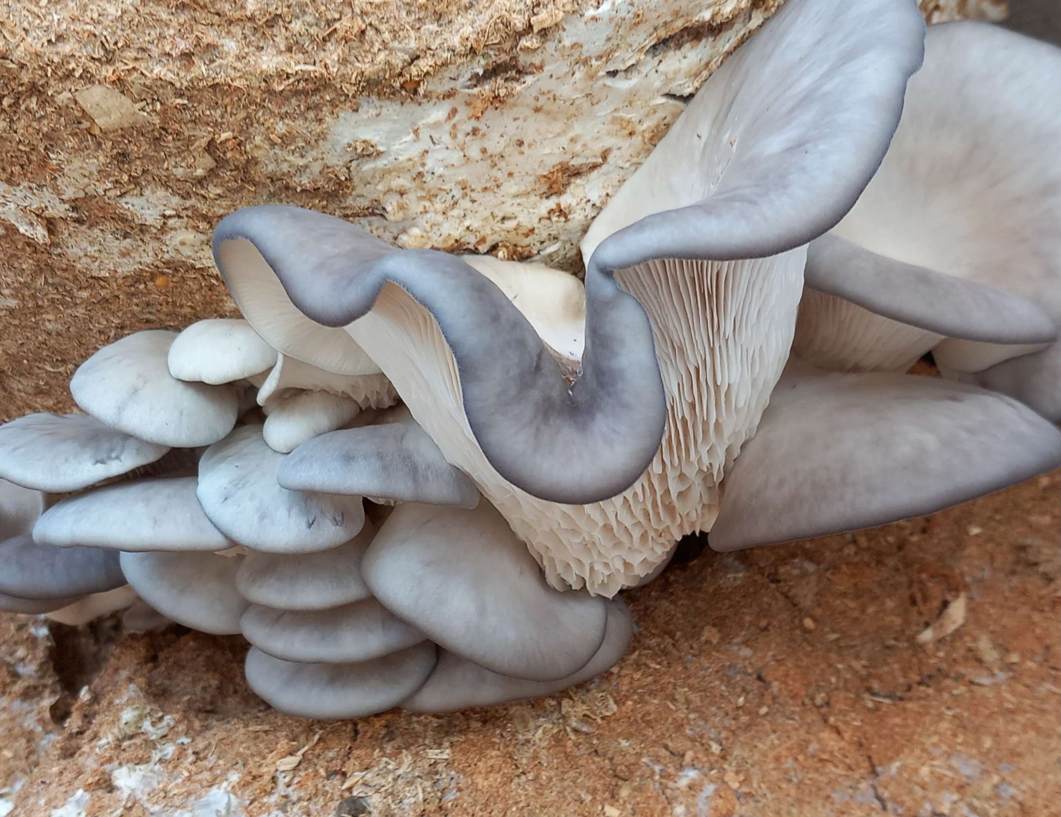 oyster