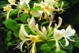 rosenhoney - Diana Lee - Medical Herbalist - Ceridwen Herbs