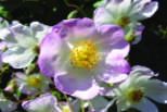rosenhoney - Diana Lee - Medical Herbalist - Ceridwen Herbs