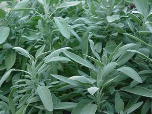 Sage - - Diana Lee - Medical Herbalist - Ceridwen Herbs