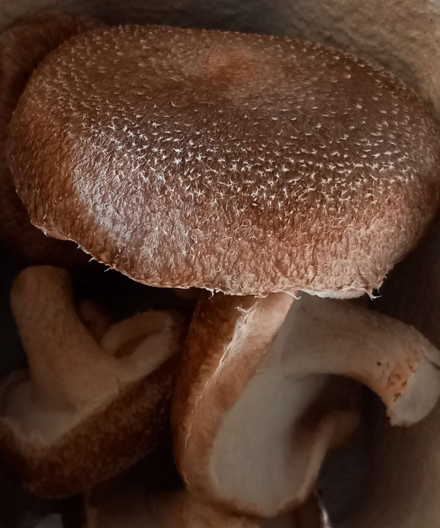 shitake