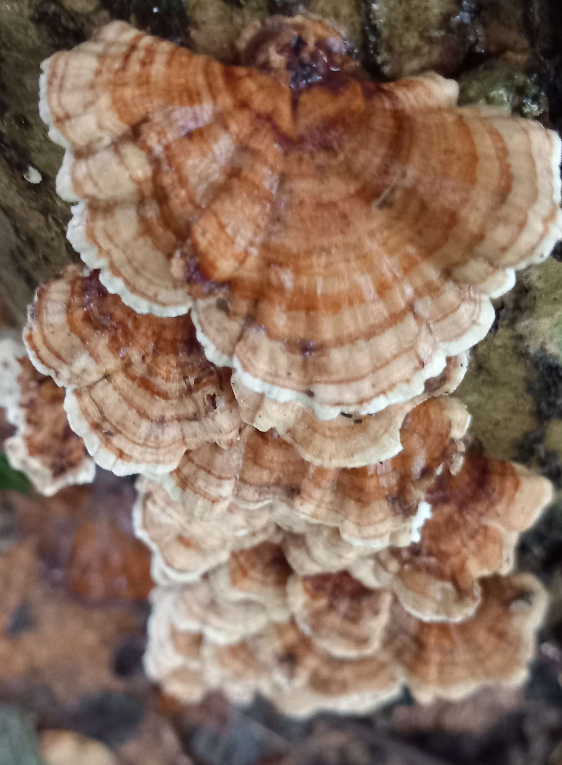 turkey tail